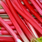Rhubarb – nutritious natural food available at our farm shop