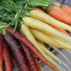 home grown carrots