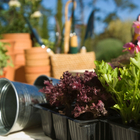 Make your garden your New Year's resolution – tips from the experts at our garden centre in Hampshire.