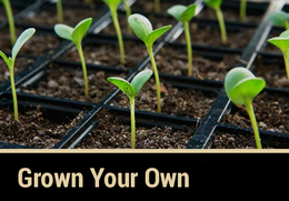 Growing Your Own