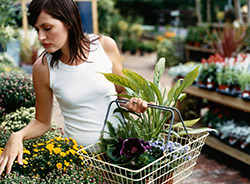 Hampshire Garden Centre