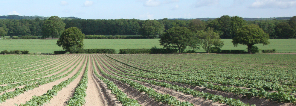 Farm Trail at Country Market