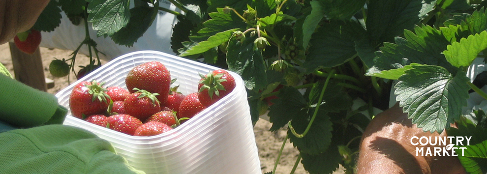 Pick Your Own Strawberries