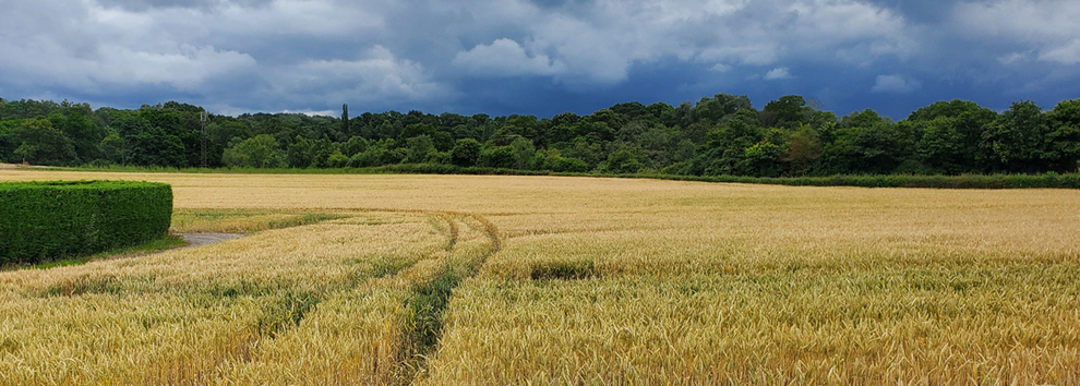 Farm Trail at Country Market