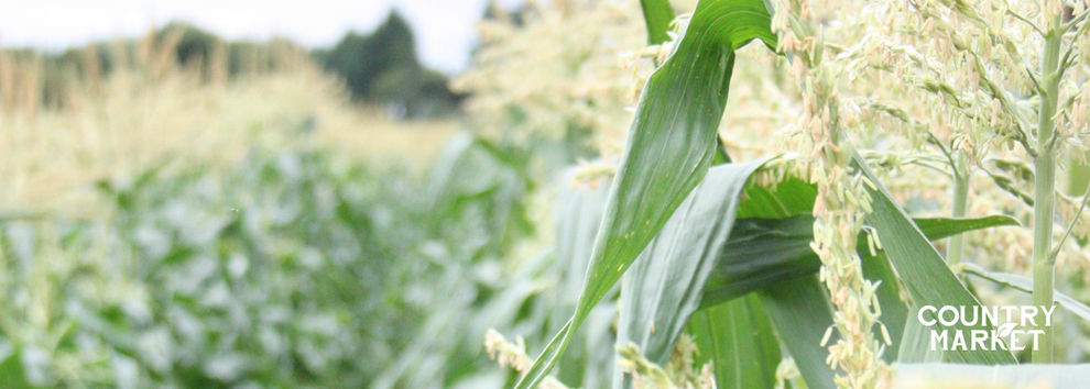 Pick Your Own Sweetcorn